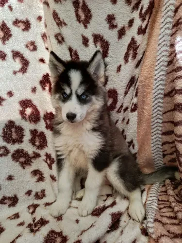 Última femia de husky wolly na promocao