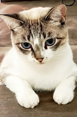Gata castrada doação 