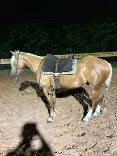 Cavalo crioulo de laço