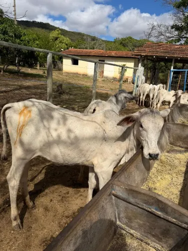 Vendo bezerros Nelore, Novilhota e garrotinhos!