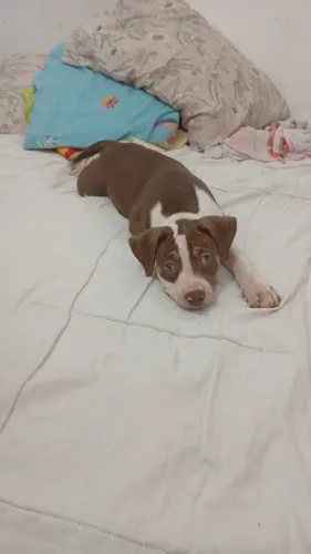 Cachorra Pit monster