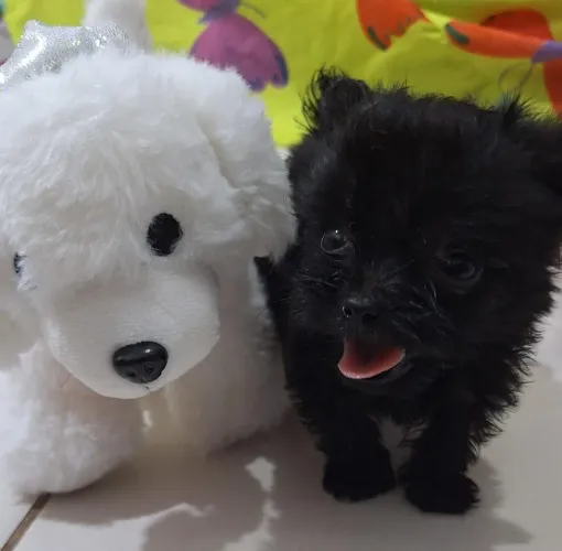 Filhotes de yorkiepoo