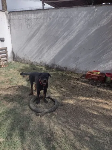 Vende-se casal de rottweiler com 7 meses