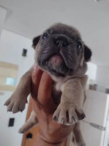 Bulldogues francês exótico fêmea