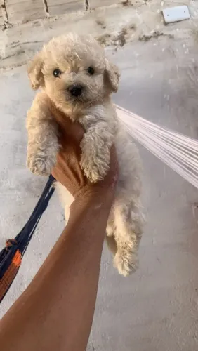 Poodle Toy Macho