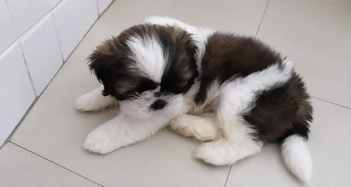 Shih tzus fêmea.