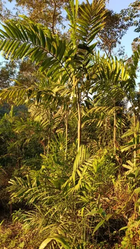 Plantas ornamentais