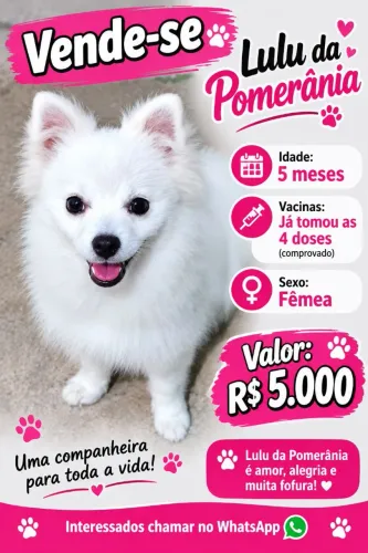 Lulu da Pomerânia filhote fêmea anã