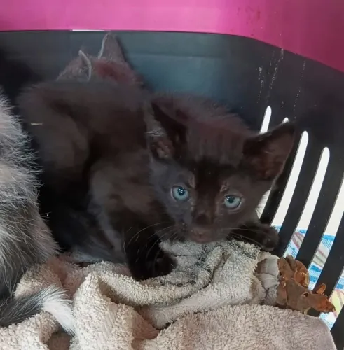 Doação, estou doando 2 lindos gatinhos que achei abandonado, não posso ficar com eles.