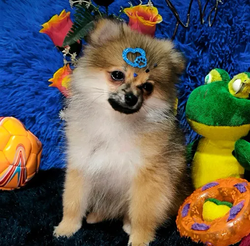 Lulu da Pomerânia Anão