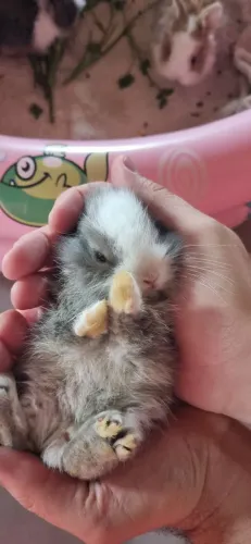 Coelho anão super manso (Dwarf)