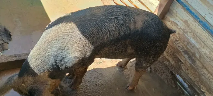 Venda,  porcos caipiras 