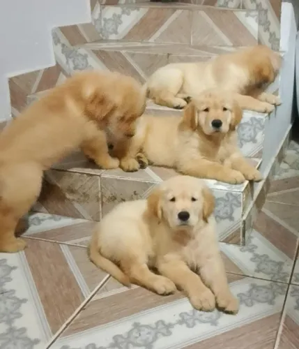 FILHOTE GOLDEN RETRIEVER 