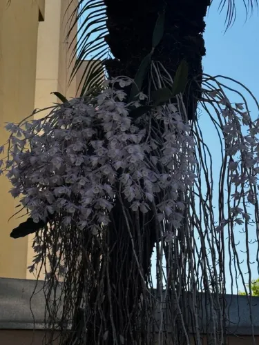 Muda de Orquídea