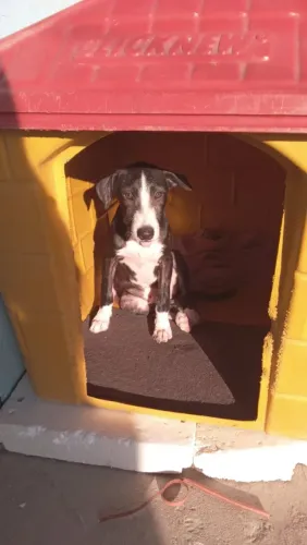 Doa-se um cachorro de 4 meses.