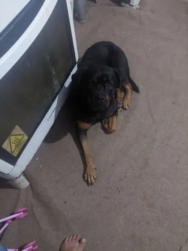 Eu estou doando um casal de Cachorro hot vaile
