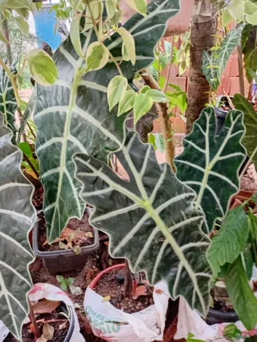 Muda de alocasia