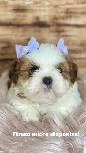 Shihtzu macho e fêmea 