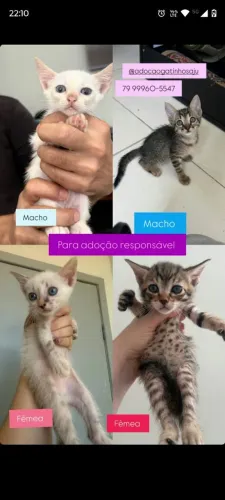 Gatinhos para adoção responsável