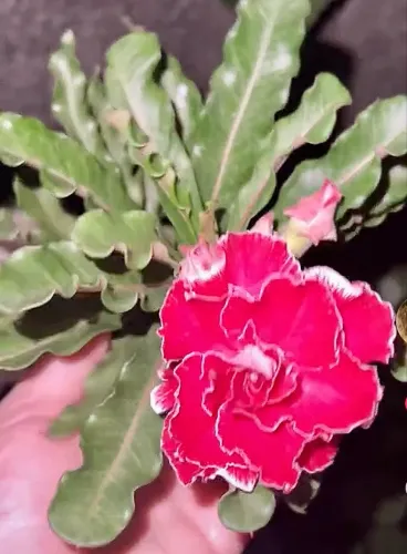 Plantas de coleção Rosas do deserto .valor de oportunidade.