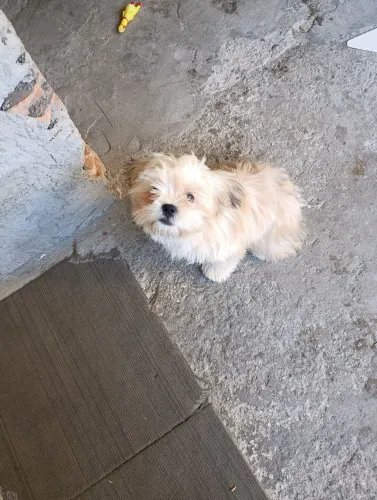 Cachorra Shih Tzu