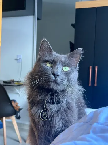 Gato da raça Nebelung com pelagem azul cinzenta de olhos verdes e pelo longos