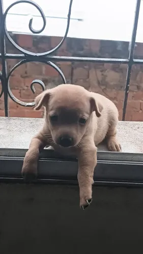 FILHOTES DE PINSCHER Nº 1 À VENDA!