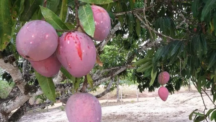 Sitio Pronto. Lazer e Residência