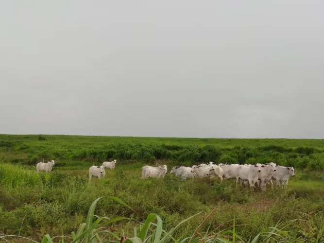Fazenda no Pará 638 alqueires com 210 em pasto por R$28.213  o alqueire