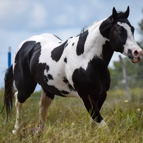 Cavalo Paint Horse Pampa Preto Registrado<br>