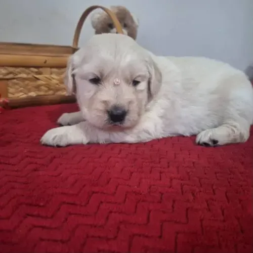 Filhote Golden Retriever, Corações Peludos Buscando Lares Cheios de Amor!