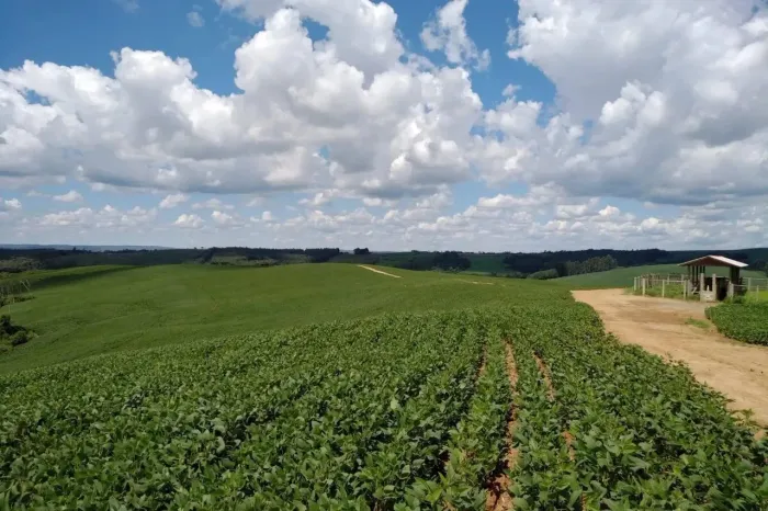 Lapa, Fazenda 42 alqueires ou 101,64 hectares, um talhão, Plantando 30 alqueires, à venda,