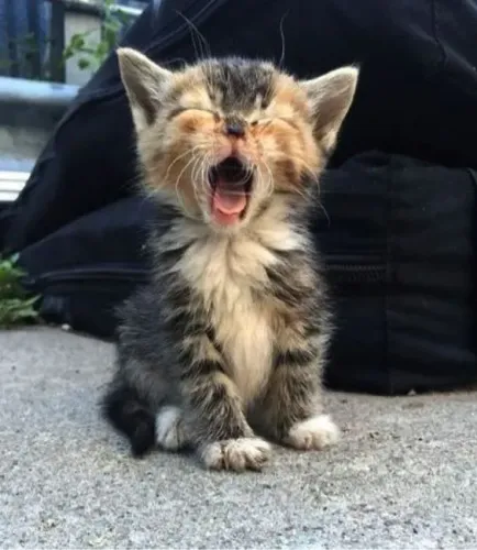 Gatinhos Maine Coon 50 dias !
