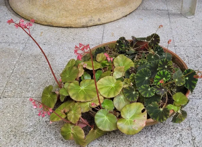Begônia-preta e Begônia Orelha de Porco em vaso largo de barro vintage com 40cm larg