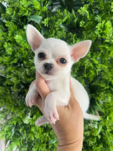 Chihuahua macho Pêlo curto branco neve. 
