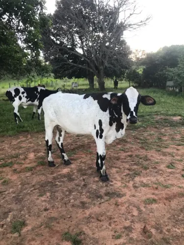 Gado gir e gironda e Jersey, estão e Planaltina go 