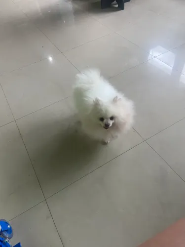 Spitz alemão disponível para cruza 