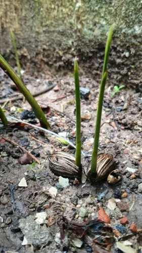 Semente e muda de mini palmeira imperial 