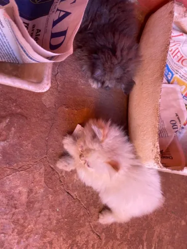 Gato persa macho 