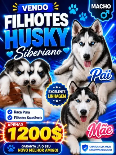Husky Siberiano 