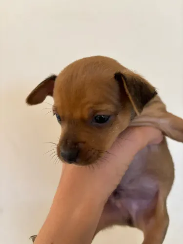Filhote de Pinscher Macho