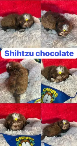 Shitzu