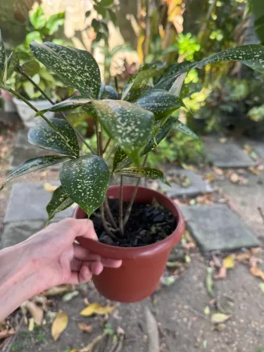 Vendo planta Uirapuru