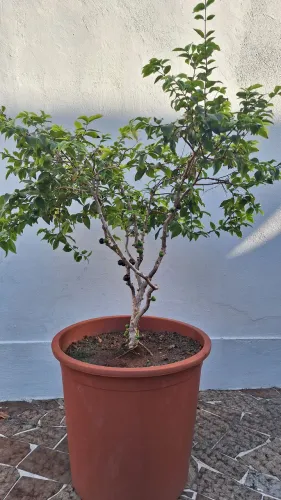 Pé de jabuticaba