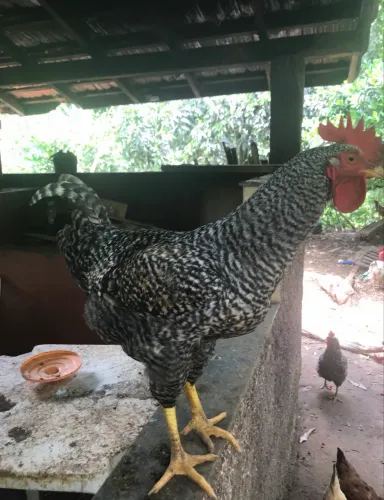 Galo caipira
