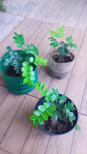Plantas