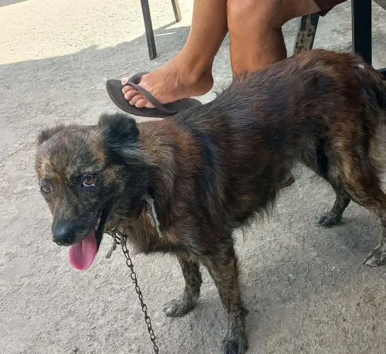 Para adoção responsável minha tia esta doando essa cachorra ela nunca deu cria 