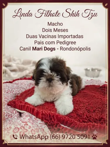 Macho shih tz nariz chocolate exótico 