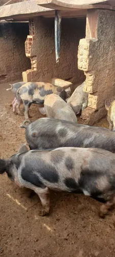 Vende-se Porcos - Capado - Alimentados na Ração 