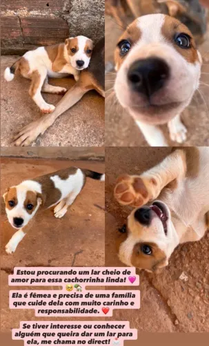 Estou doando essas duas cachorrinhas